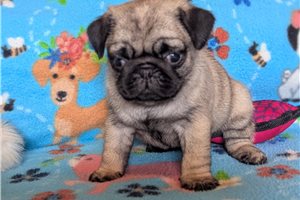 Miley - puppy for sale