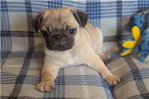 Nautilus - Pug for sale