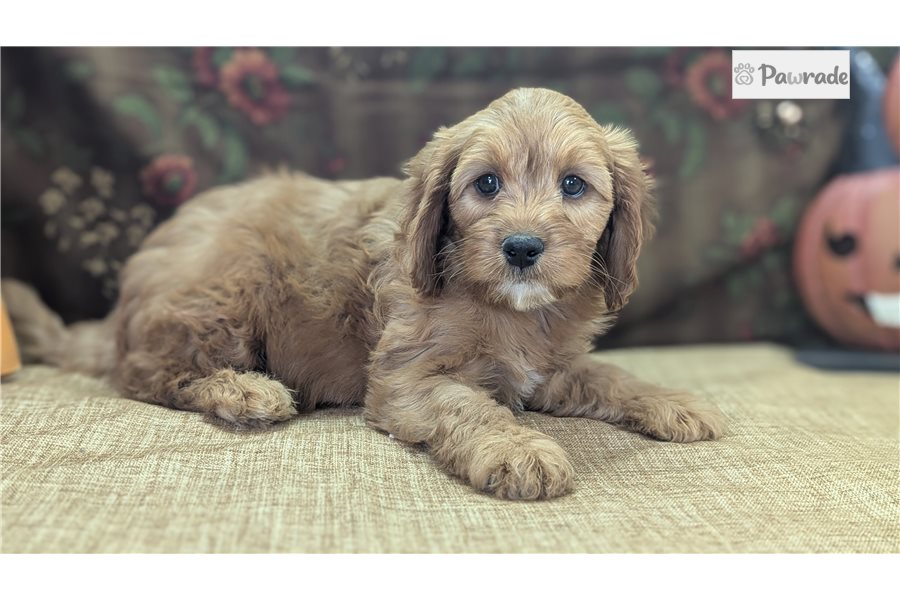 Archer - Cavapoo for sale
