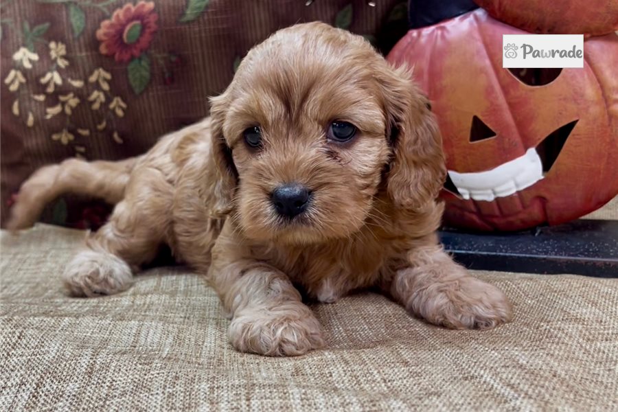 Diana - Cavapoo for sale