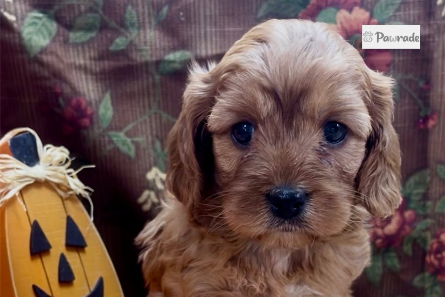 Destiny - Cavapoo for sale
