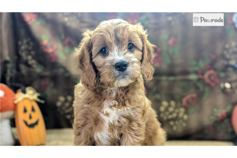 Augustus - Cavapoo for sale
