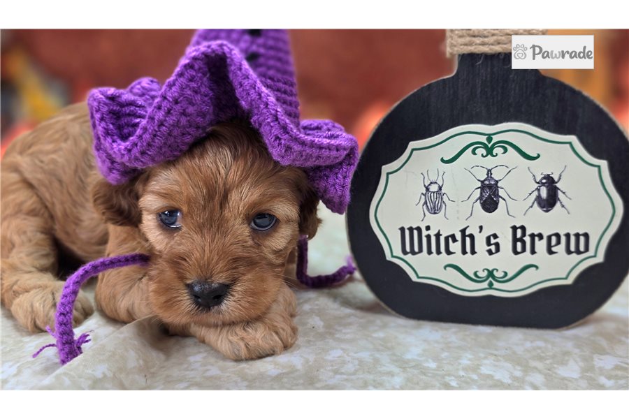 Diana - Cavapoo for sale