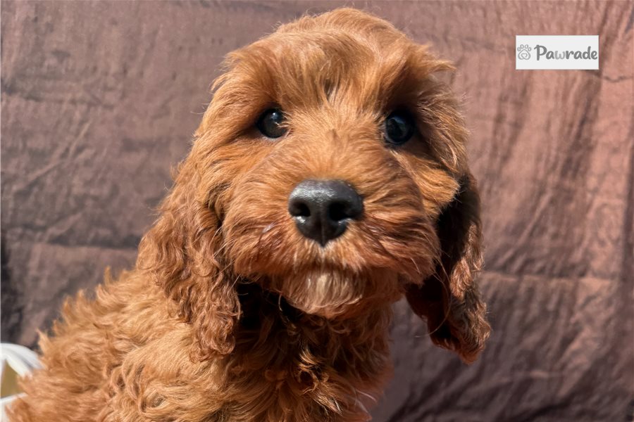 Cumin - Cockapoo for sale