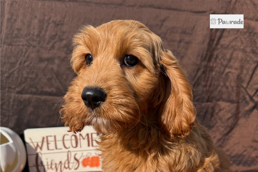 Paprika - Cockapoo for sale
