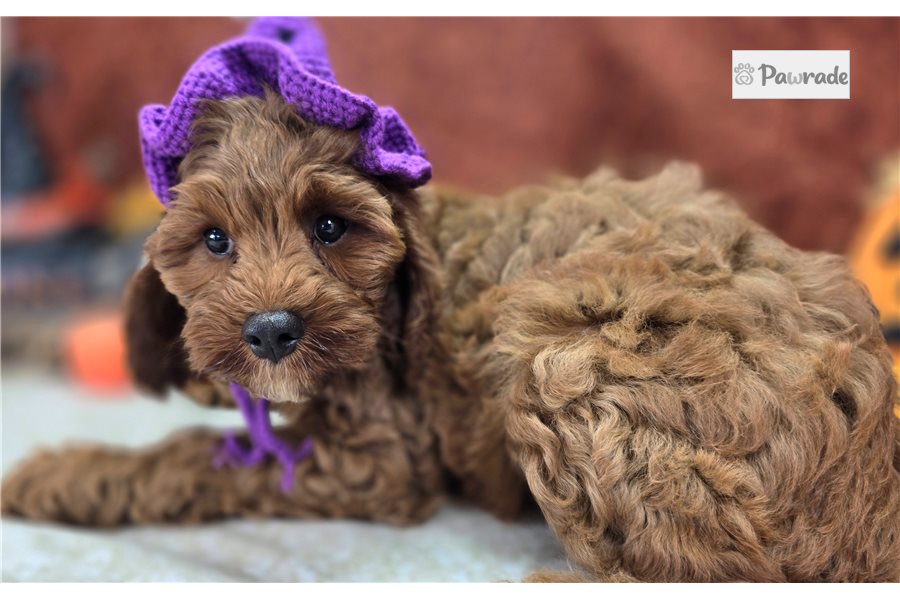 Cumin - Cockapoo for sale