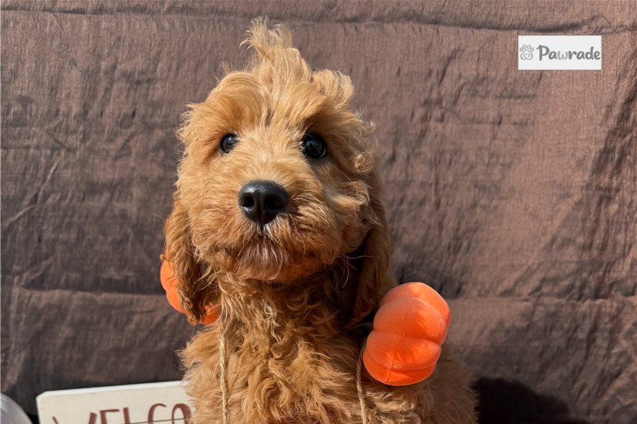 Barley - Cockapoo for sale