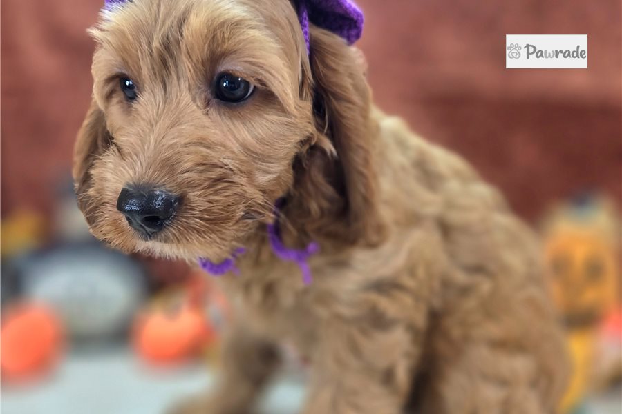 Paprika - Cockapoo for sale