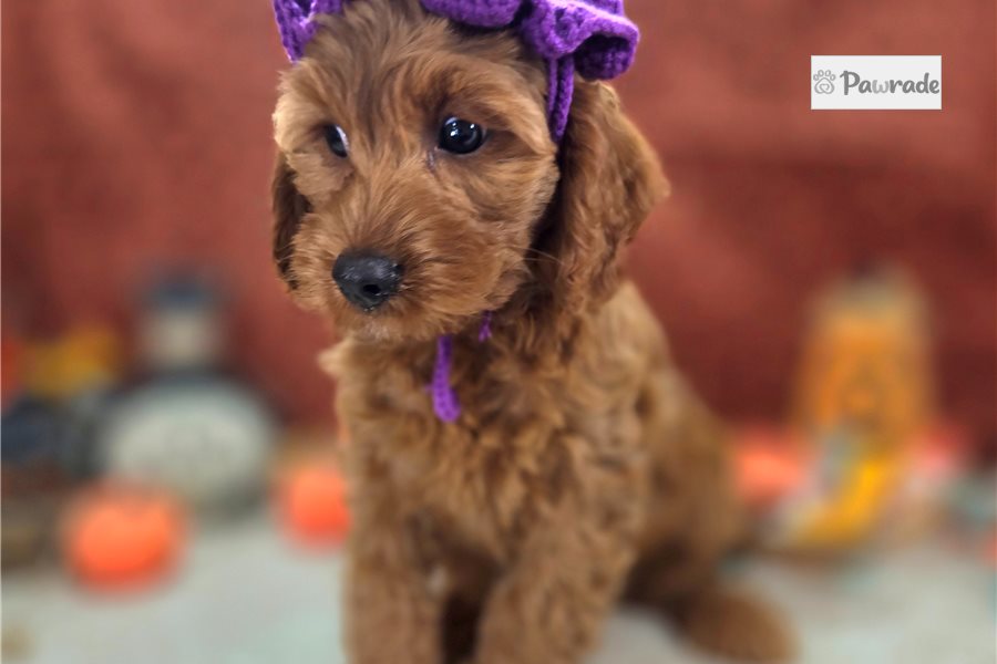 Parsley - Cockapoo for sale