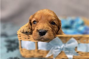 Peaches - Cavapoo for sale