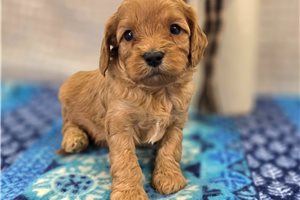 Bobby - Cavapoo for sale