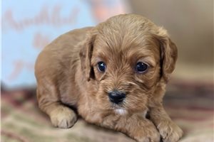 Amber - Cavapoo for sale