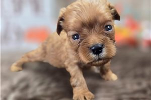 Addison - puppy for sale
