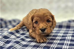 Bubbles - Cavapoo for sale