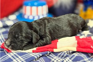 Marie - puppy for sale