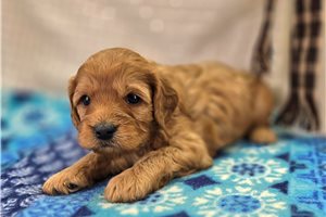 Blake - Cavapoo for sale