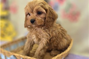 Bobby - Cavapoo for sale