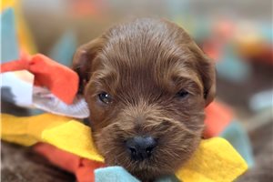 Astro - Cavapoo for sale