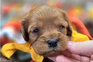 Annie - puppy for sale
