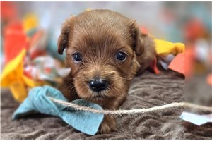Alexander - puppy for sale