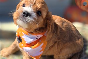 Augustus - Cavapoo for sale