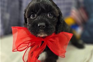 Edith - Cavapoo for sale