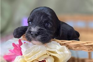Marie - Cavapoo for sale