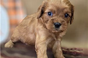 Amos - Cavapoo for sale
