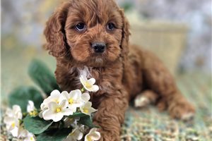 Charlie - Cavapoo for sale