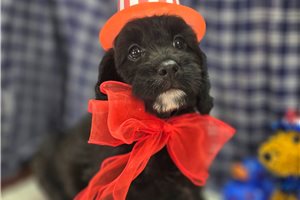 Marianna - Cavapoo for sale