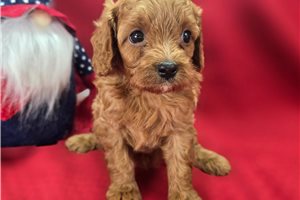 Ruby - Cavapoo for sale