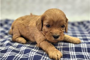Belle - Cavapoo for sale
