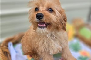 Novo - Cavapoo for sale
