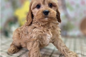 Bobby - Cavapoo for sale