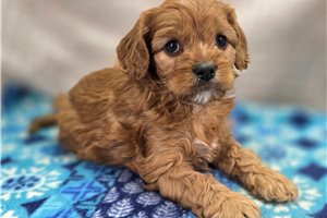 Chewy - Cavapoo for sale