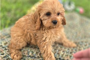 Bobby - Cavapoo for sale