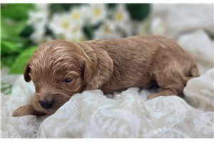Onyx - puppy for sale