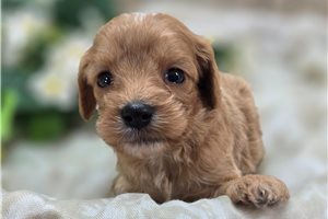 Novo - Cavapoo for sale