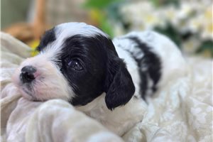 McCoy - Cavapoo for sale