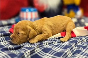 McDuff - Cavapoo for sale