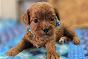 Nani - Cavapoo for sale