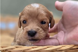 Novo - Cavapoo for sale