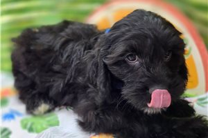 Mayhew - Cavapoo for sale
