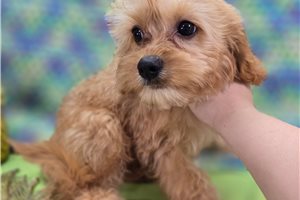 Novo - Cavapoo for sale