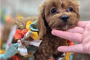 Natasha - Cavapoo, placed in Springfield