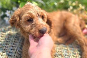 Amir - puppy for sale