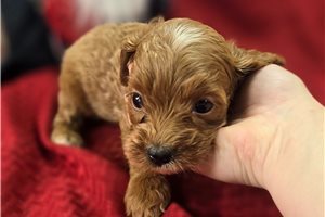 Opal - Cavapoo for sale