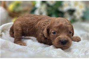 Beryl - puppy for sale