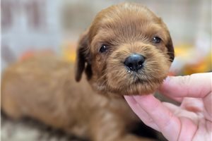 Amos - puppy for sale