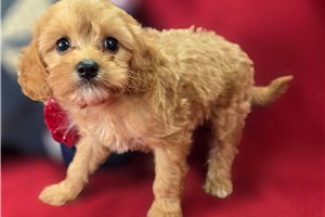 Novo - Cavapoo for sale